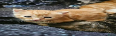 Mixed Breed 4