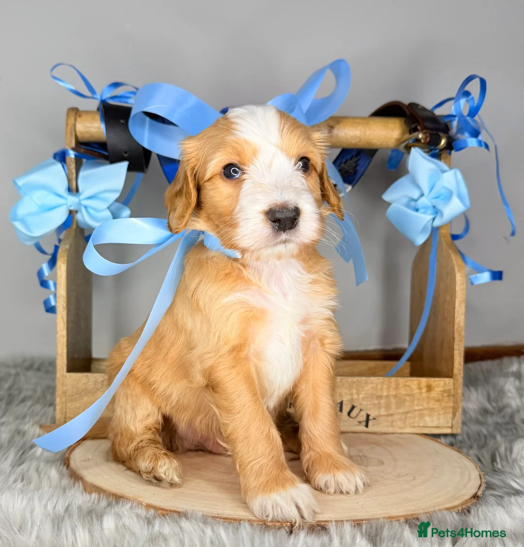 Australian Labradoodle dogs for sale: Australian labradoodle  - Advert 22