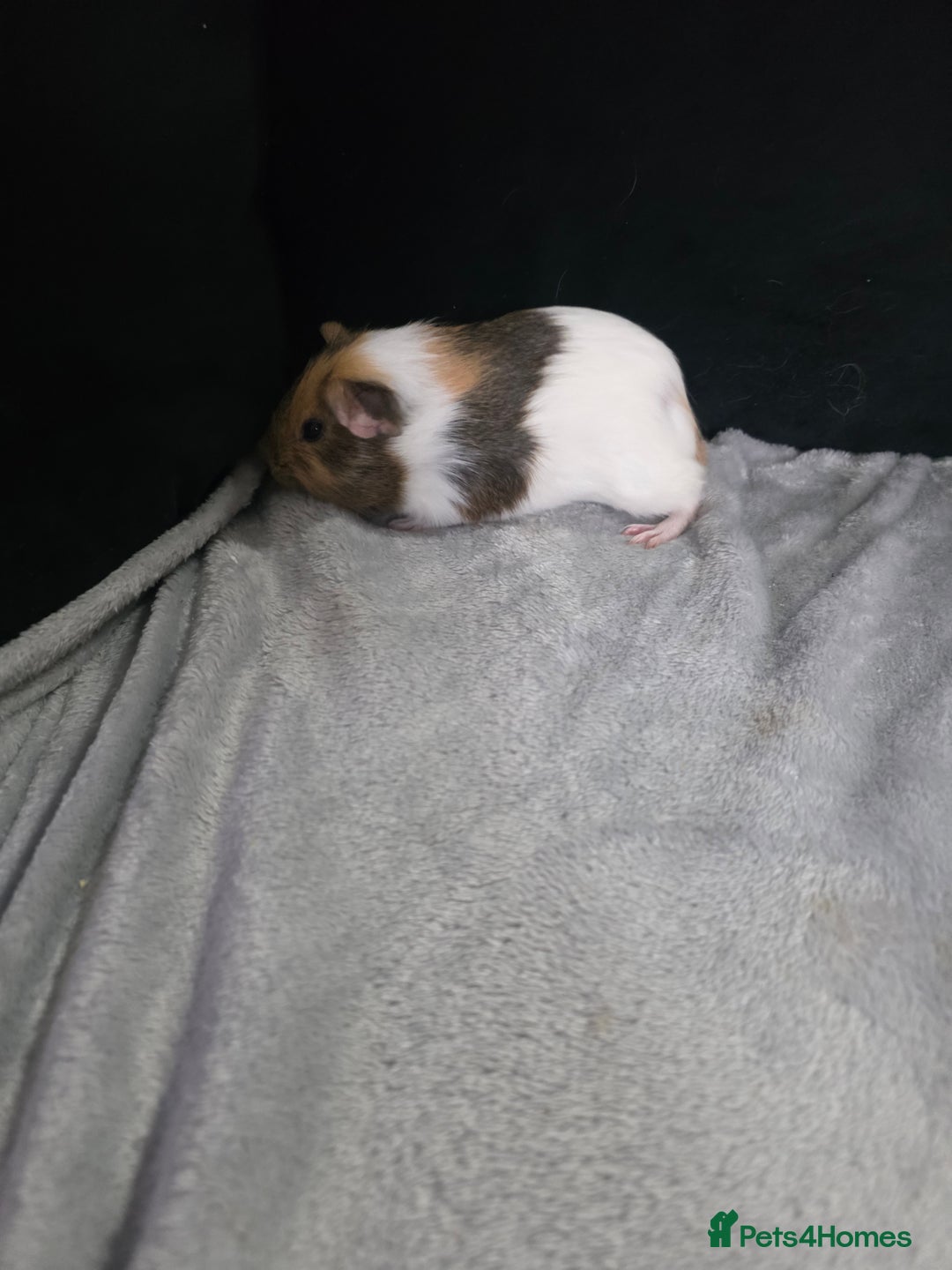 Guinea Pig rodents for sale: Baby Guinea pigs  - Advert 15