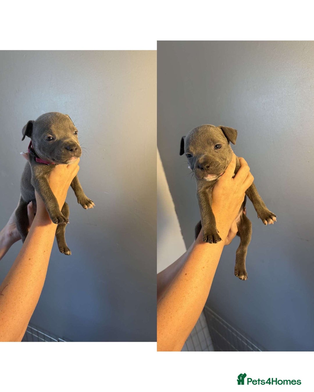 Staffordshire Bull Terrier dogs for sale: 8 blue staff puppies - Image 7