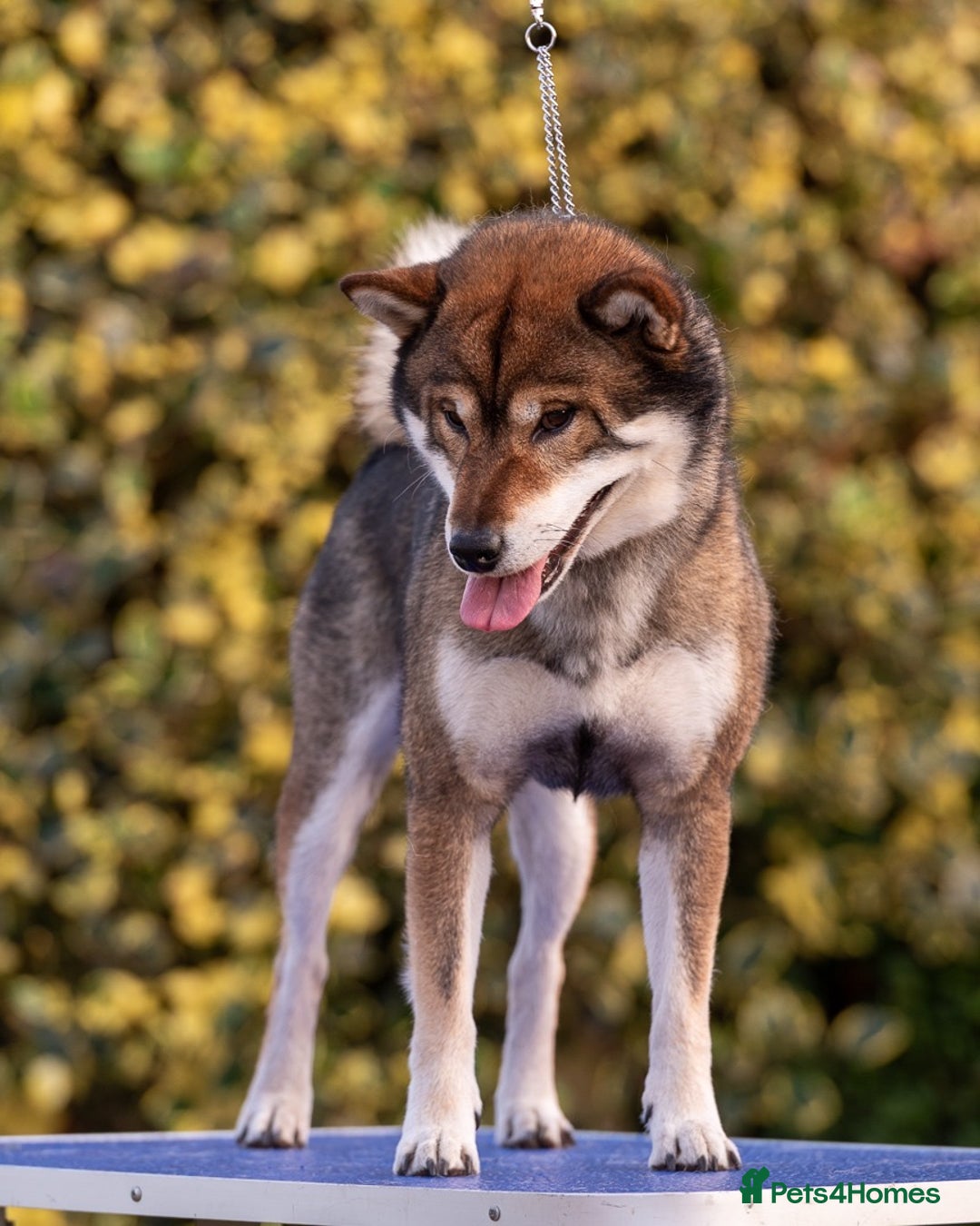 Japanese Shiba Inu dogs for sale: “LAST SESAME BOY  • Champion Broadlands Lineage” - Image 7