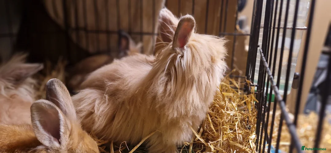 Lionhead rabbits for sale: Purebred double maned super fluffy lionhead girls - Advert 22