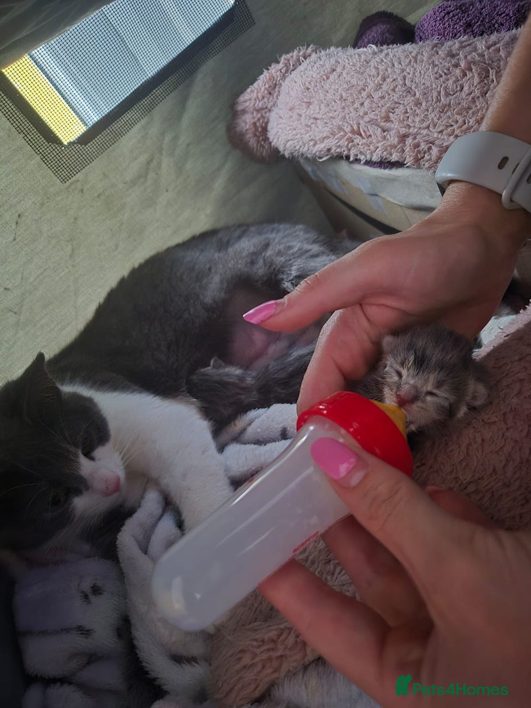 Mixed Breed cats for sale: 2 gorgeous grey kittens - Image 7
