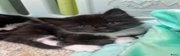Mixed Breed cats for sale: 4 kittens for sale  in Warrington - Advert 6