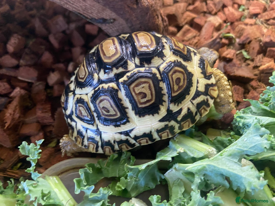 Tortoise reptiles for sale: Leopard tortoise Babies- Rare colour High  Whites - Image 10