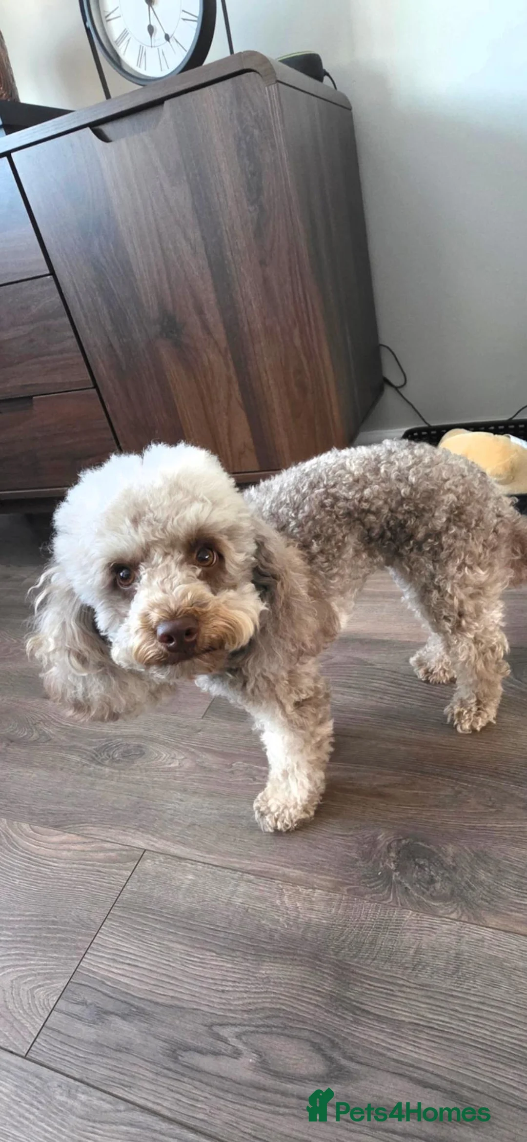 Toy Poodle dogs for sale: Toy poodle  - Advert 1