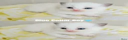Ragdoll cats for sale: Five Beautiful Ragdoll Kittens Now Available🤍 - Advert 12