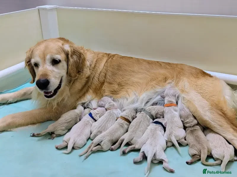 Golden Retriever dogs Fully Health tested Golden Retriever Pups - Advert 2