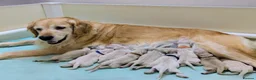 Golden Retriever dogs for sale: Fully Health tested Golden Retriever Pups - Advert 2