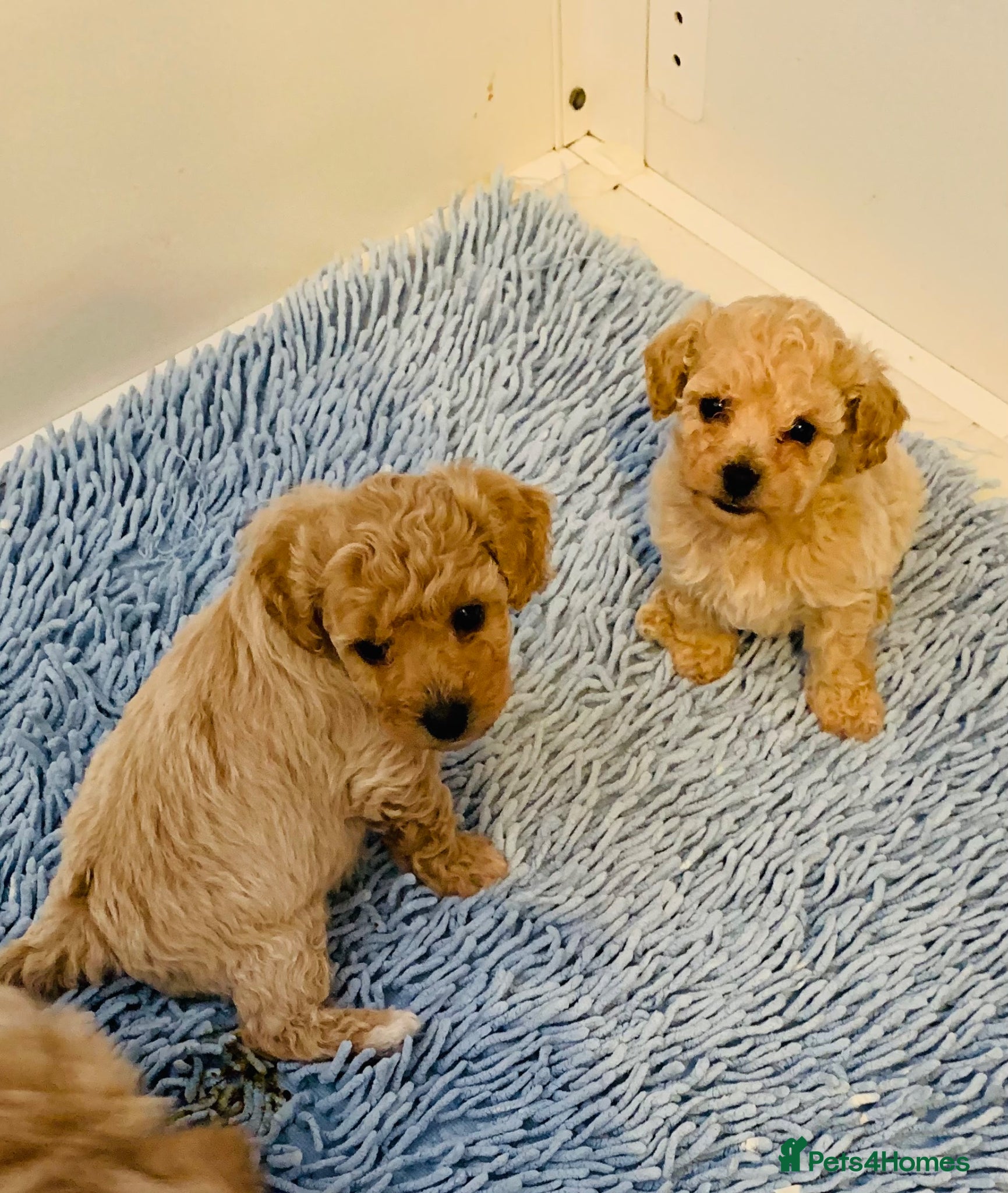 Poochon dogs for sale: Outstanding Poochon puppies  - Advert 5