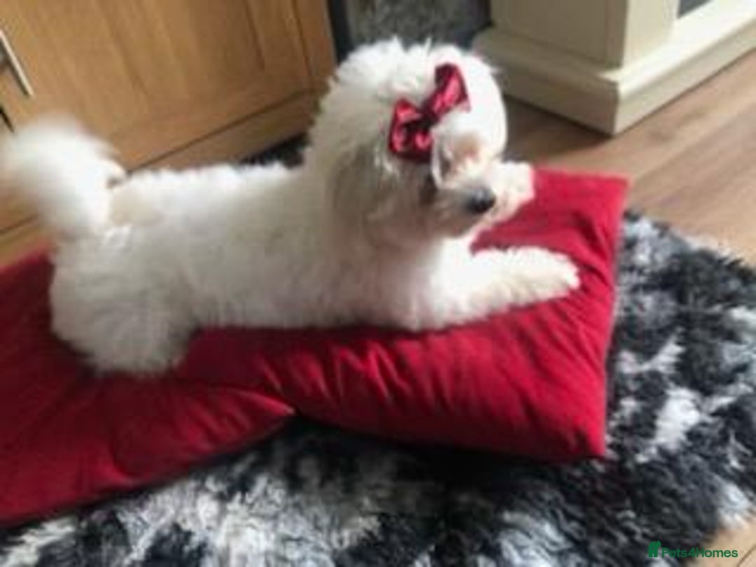 Maltipoo dogs for sale: ❤️XS TOY MALTIPOOS❤️ - Image 11