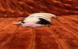 Cocker Spaniel dogs for sale: 4 Cocker spaniel puppy’s  - Advert 8