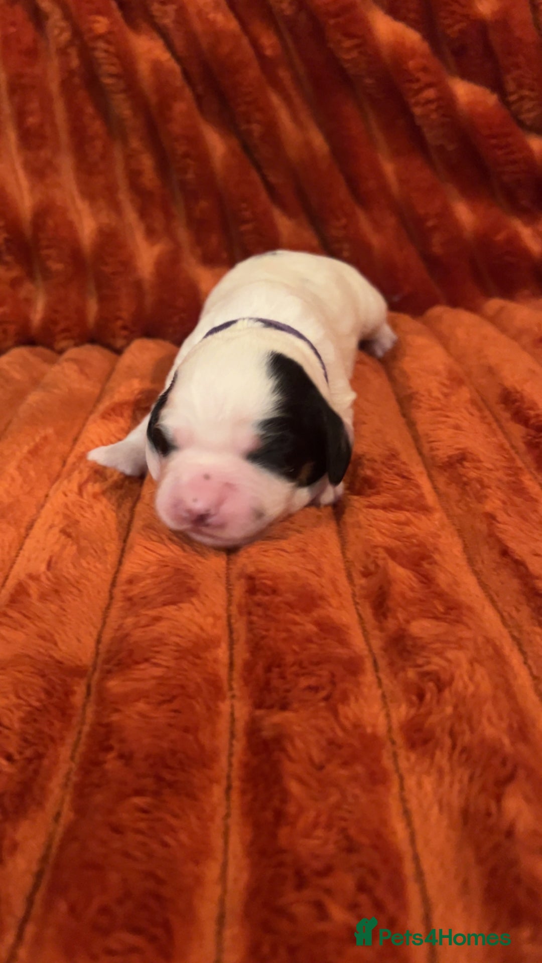 Cocker Spaniel dogs for sale: 4 Cocker spaniel puppy’s  - Advert 8