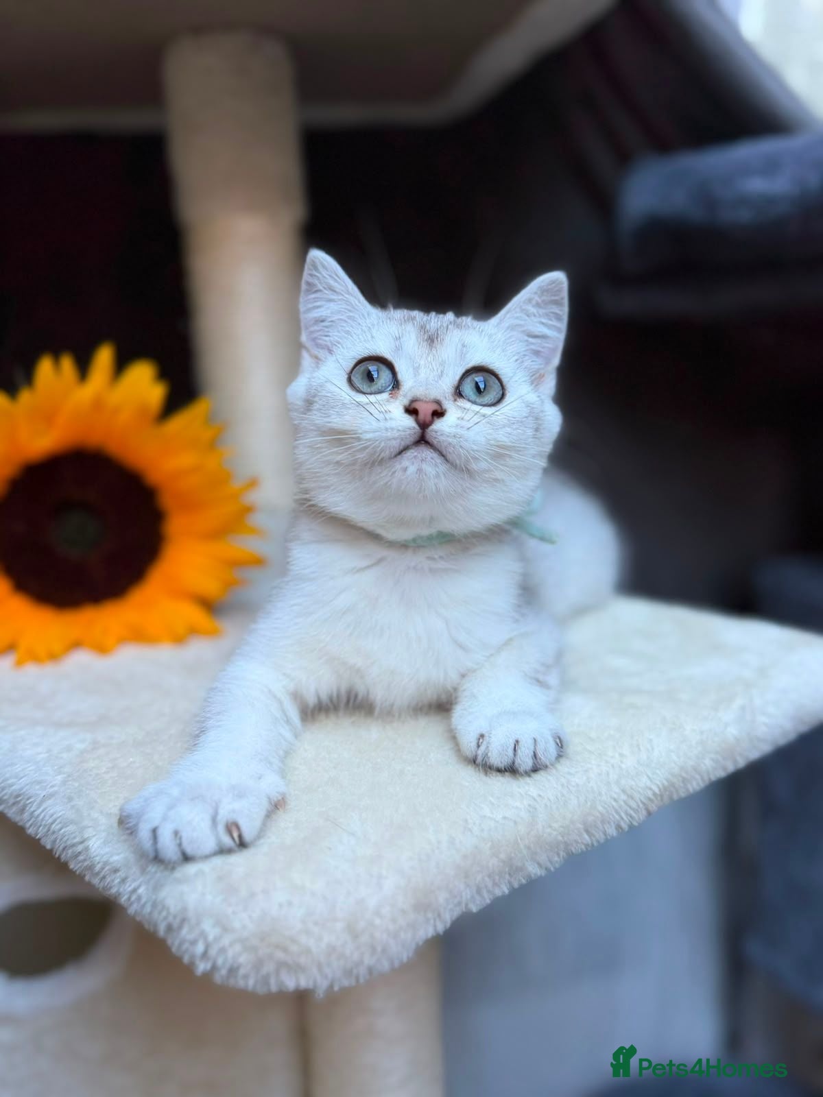 British Longhair cats TICA BRITISH SHORTHAIR & LONGHAIR KITTENS  - Advert 1