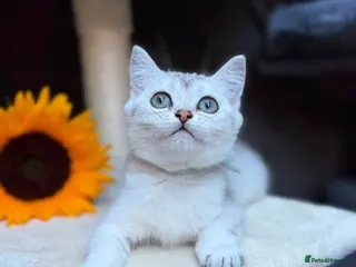 British Longhair cats TICA BRITISH SHORTHAIR & LONGHAIR KITTENS - Advert 1