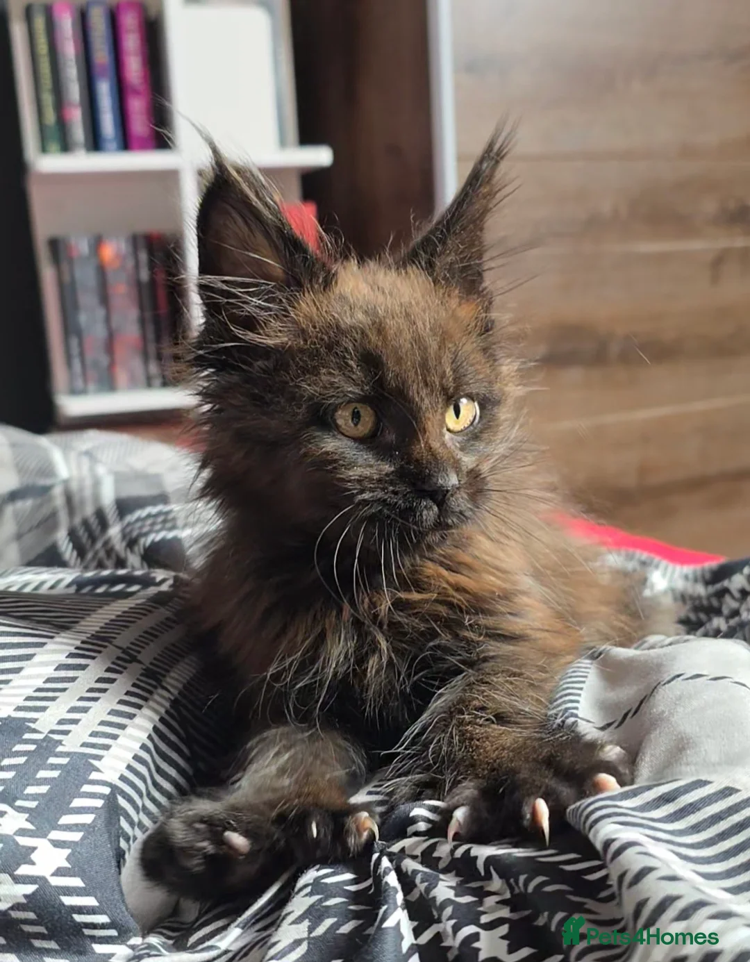 Maine Coon cats for sale: Beautiful Polydactyl Maine Coon Kitten - Advert 1
