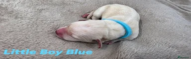 Little Boy Blue