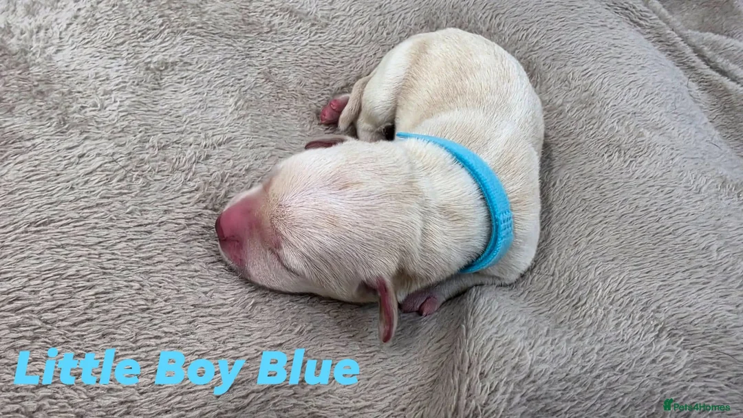 Labrador Retriever dogs for sale: KC Registered Labrador Pups  - Advert 19