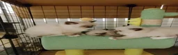 Ragdoll cats for sale: Chocolate point ragdoll  - Advert 11