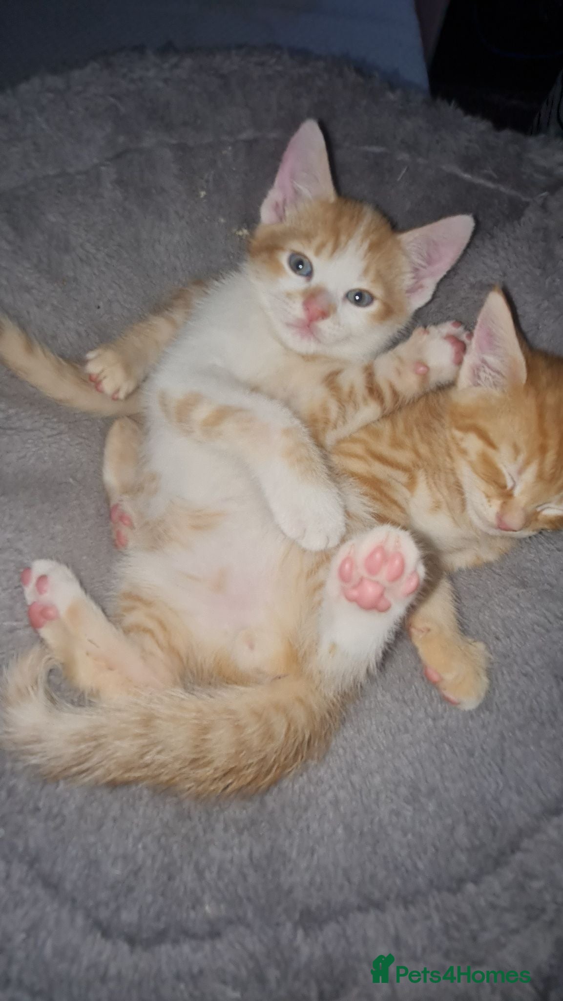 Mixed Breed cats 2 Playful Mixed kittens - Advert 2
