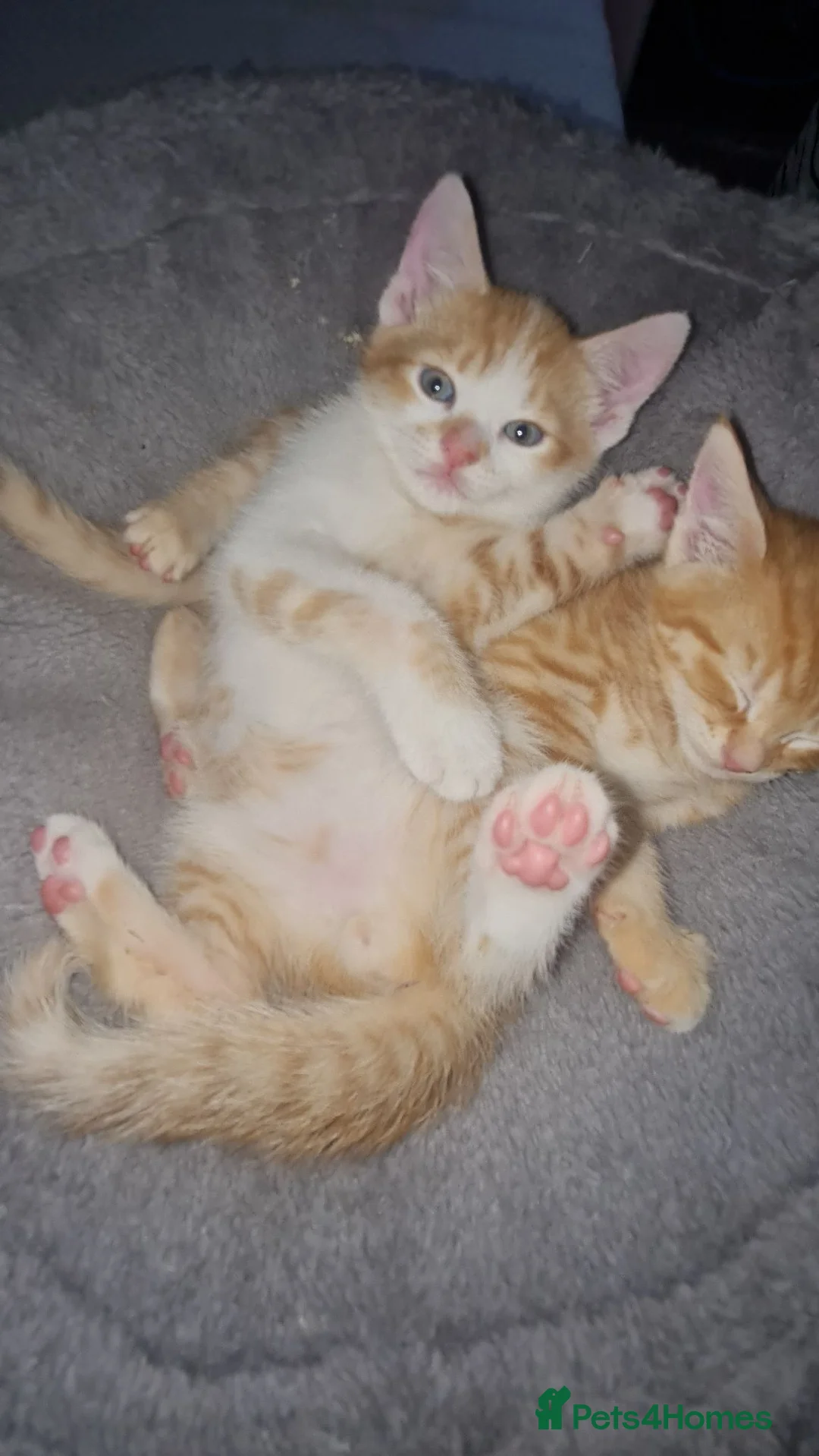 Mixed Breed cats for sale: 2 Playful Mixed kittens in Harrow - Advert 1