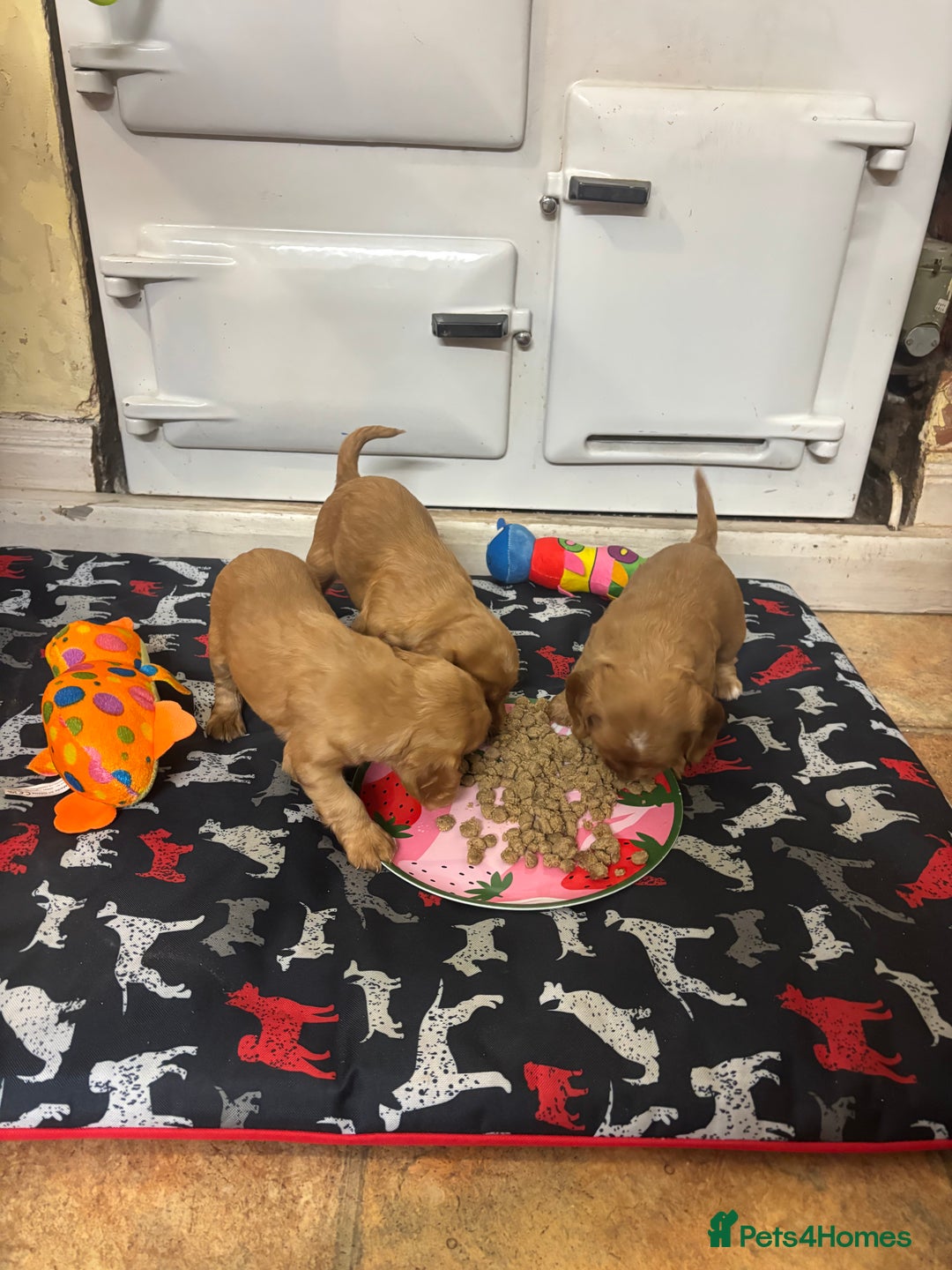 Cocker Spaniel dogs for sale: Cocker spaniel puppies for sale - Advert 9
