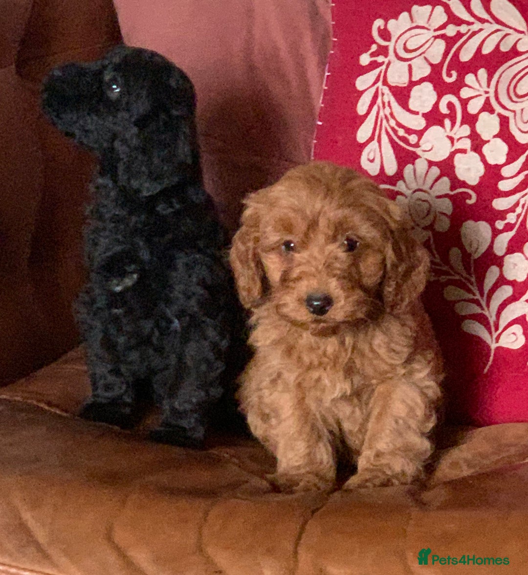 Cockapoo dogs for sale: Small Curly Cockapoo Puppies For Sale - Advert 4