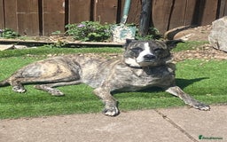 Mixed Breed dogs for sale: Lovely lady looking for good home - Image 10