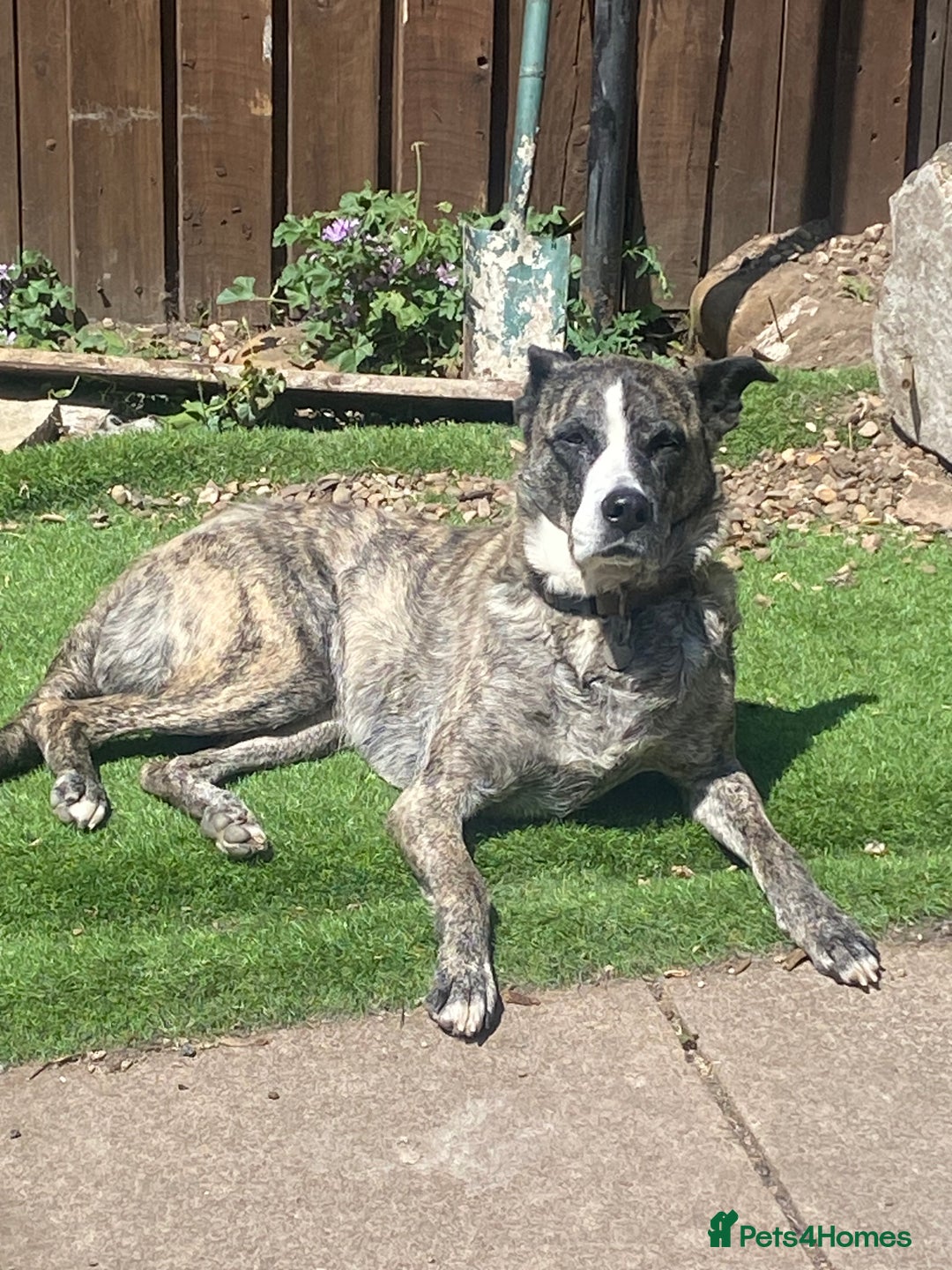 Mixed Breed dogs for sale: Lovely lady looking for good home - Image 10