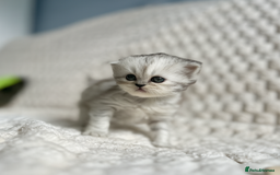 Persian cats for sale: 4 Beautiful Pure Persian Kittens PKD Neg - Image 5