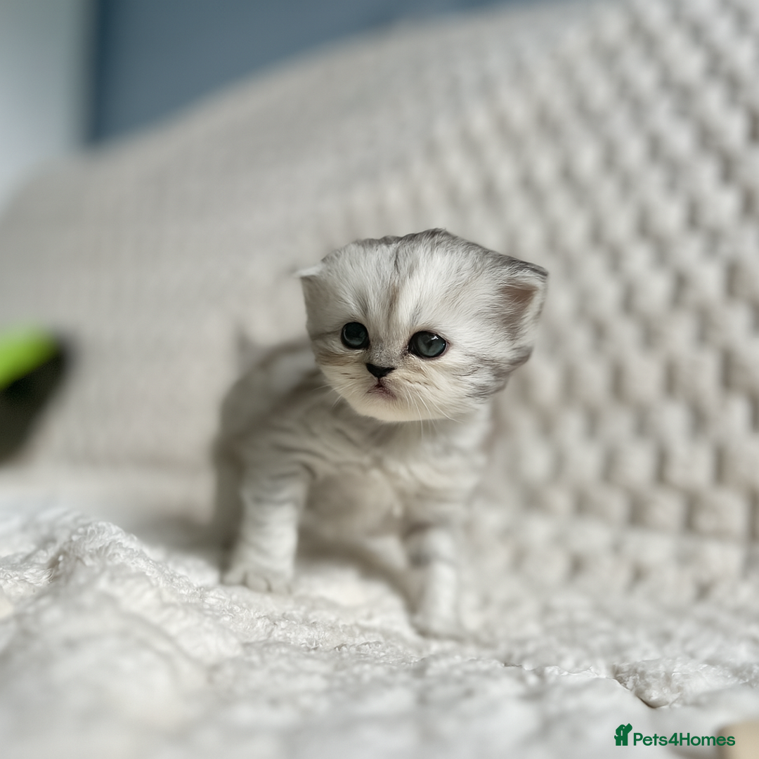 Persian cats for sale: 4 Beautiful Pure Persian Kittens PKD Neg - Image 5