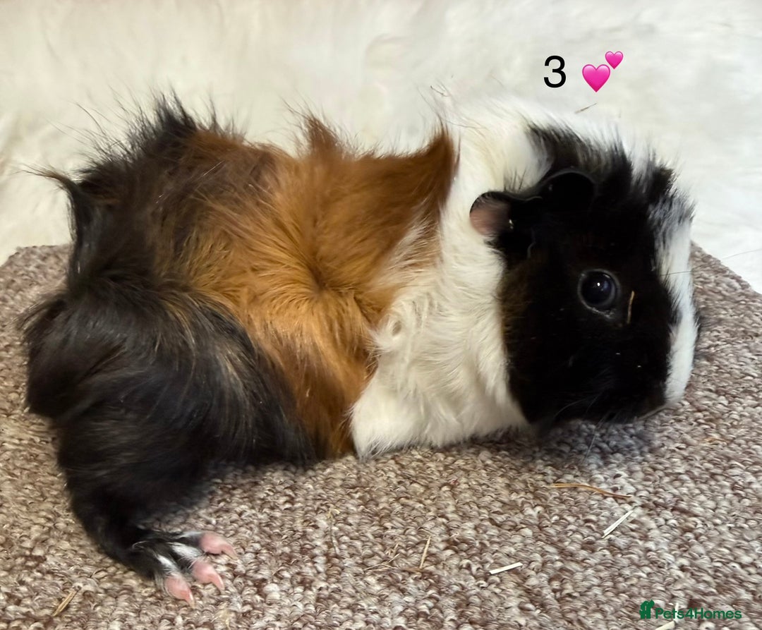 Guinea Pig rodents for sale: Funkie Sow & Boar Guinea Pigs - Advert 5