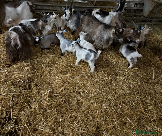 Goats livestock - Advert 10