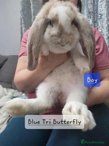 French Lop rabbits Pure Bred French Lop babies - Advert 1