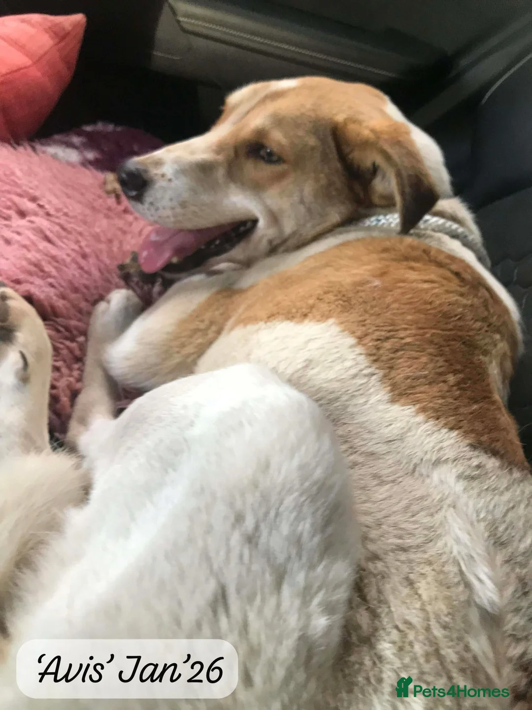 Mixed Breed dogs for adoption: Avis- 20 months - Available Devon area 🇬🇧🇬🇧 - Advert 3