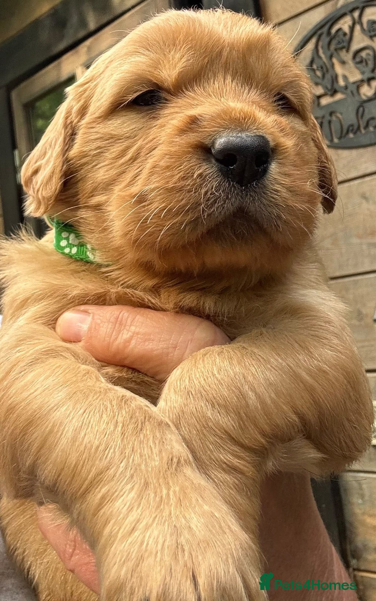 Golden Retriever dogs Golden Retriever puppies for sale - Advert 10
