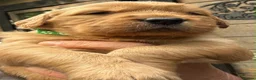 Golden Retriever dogs for sale: Golden Retriever female puppy for sale - Advert 8