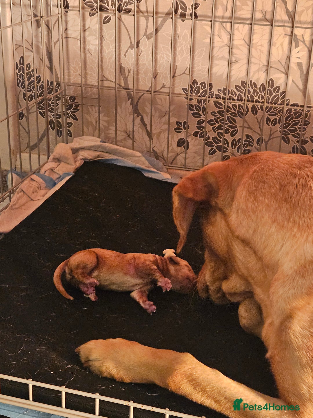 Labrador Retriever dogs for sale: Beautiful boy Labrador retriever  - Advert 2