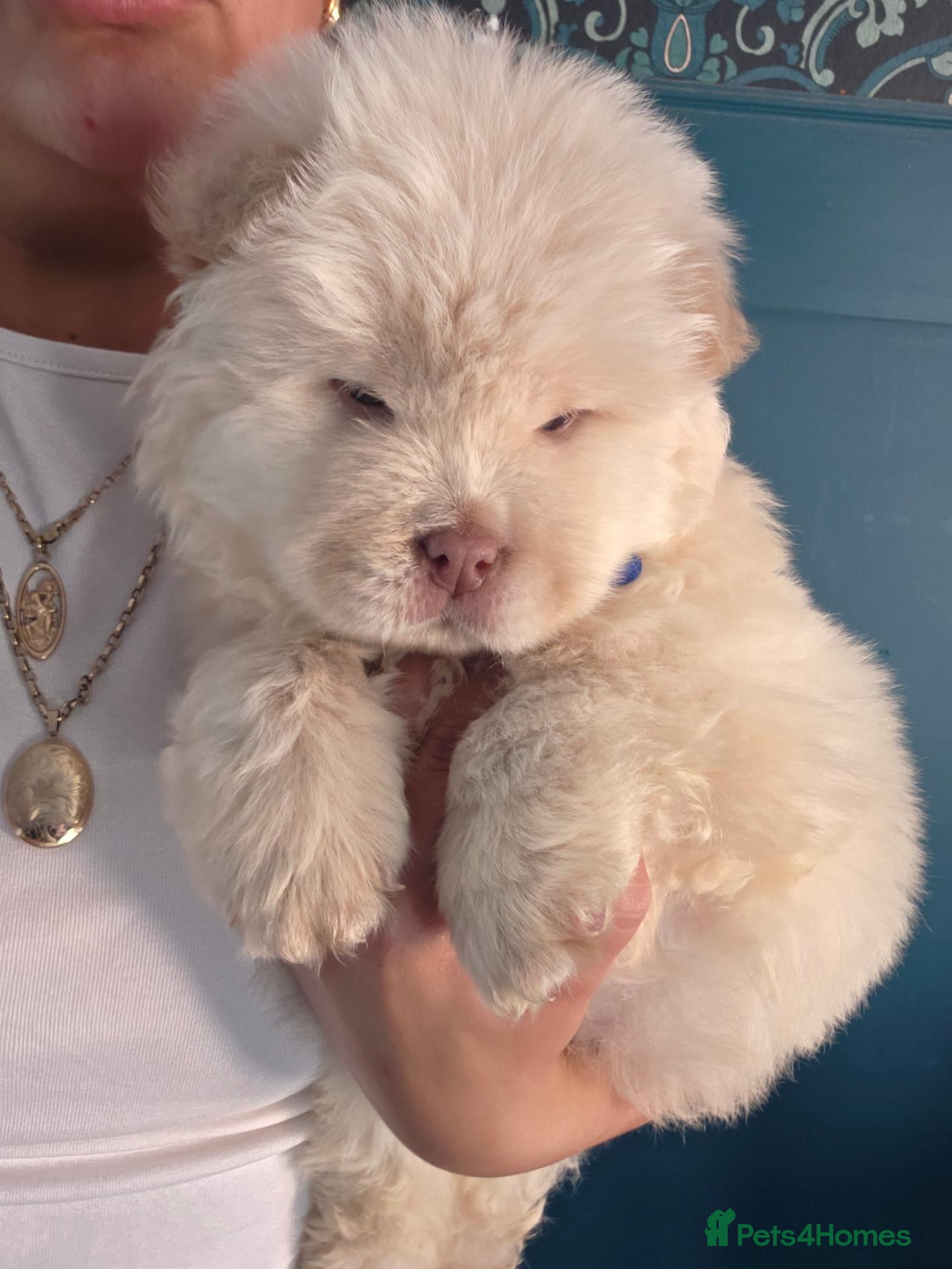 Chow Chow dogs New Home Needed Chow - Advert 1