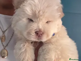 Chow Chow dogs New Home Needed Chow - Advert 4