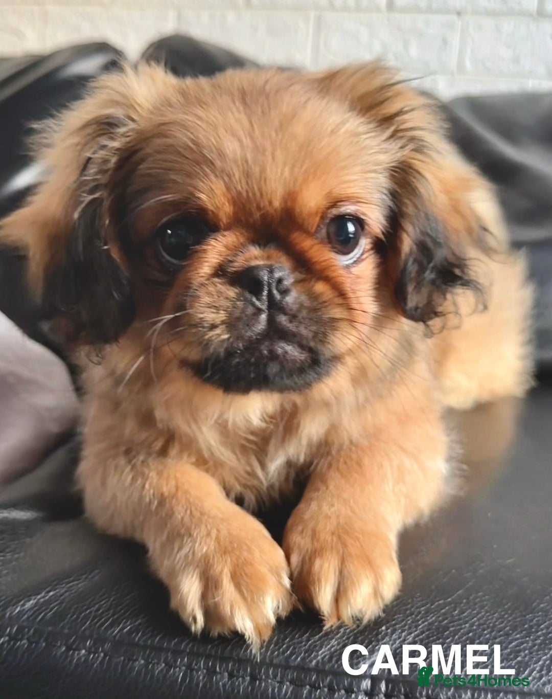 Pekingese dogs for sale: CARMEL - 2 Pekingese puppies BOYS ! Fully vaccinated! - Image 8