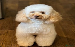 Cockapoo dogs for sale: Ready to leave Minature F1 PRA clear cockapoo pups - Image 7