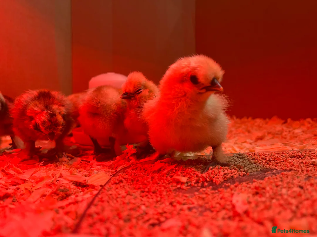 Chickens poultry for sale: Silkie hatching eggs & silkie chicks  in Haywards Heath - Advert 4