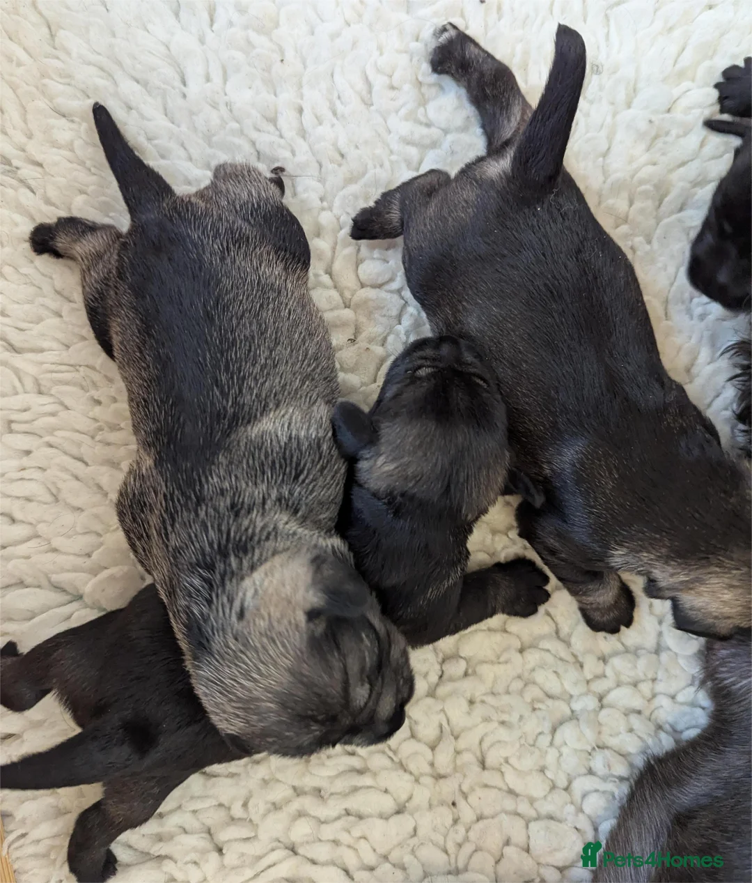 Miniature Schnauzer dogs for sale: KC reg'd,Health Tested Miniature Pups 5* Breeder - Advert 2