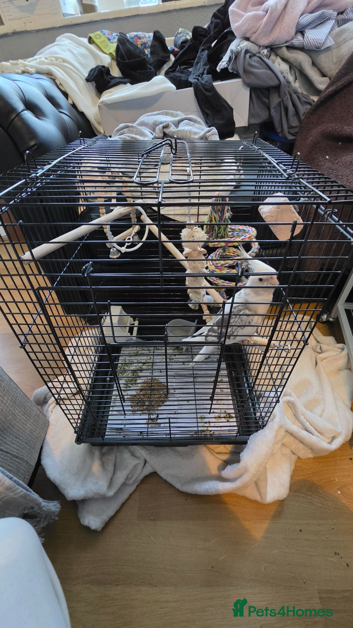 Cockatiels birds Female black and white Cockatiel for sale - Advert 2