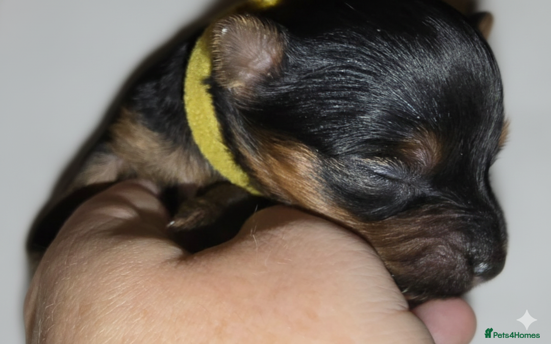 Yorkshire Terrier dogs for sale: Yorkie Puppies  - Advert 3