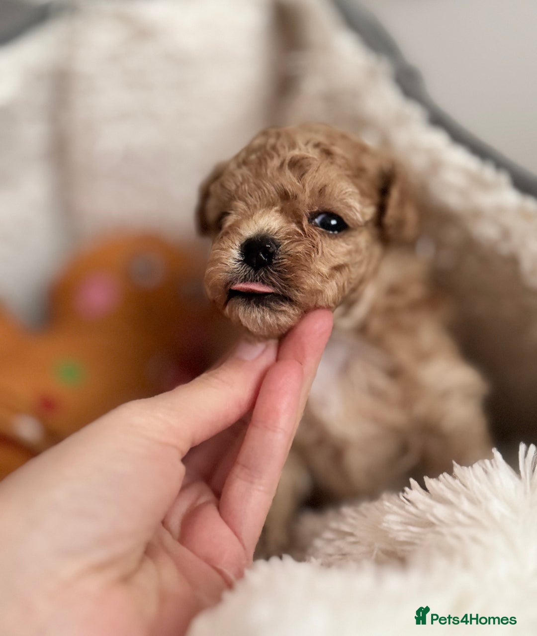 Maltipoo dogs for sale: ✨One in a Million Asian/Korean Maltipoo Girls✨ - Advert 14