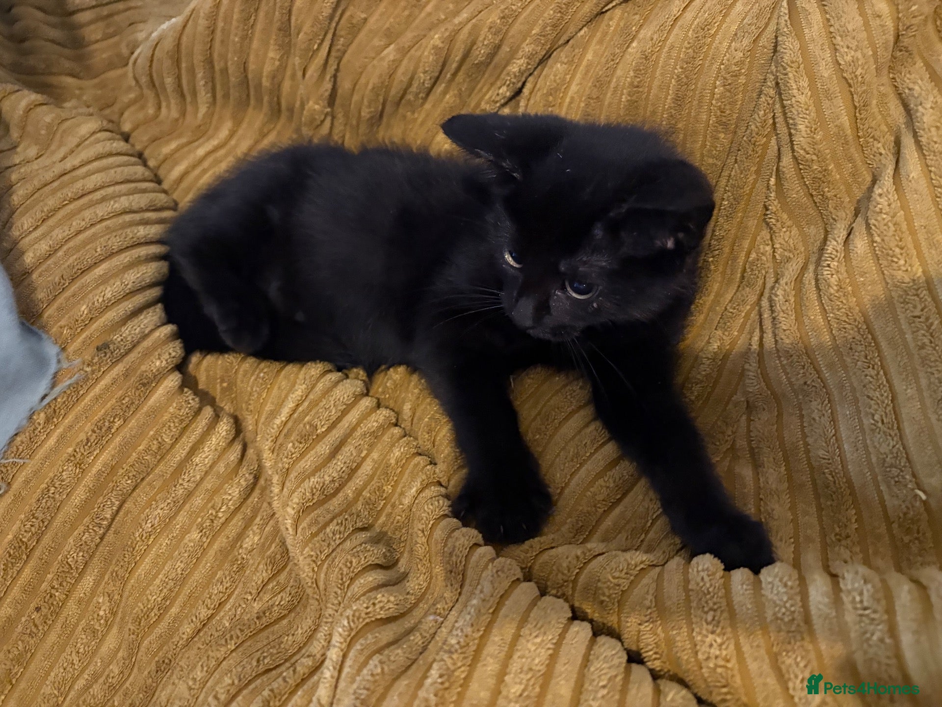 Mixed Breed cats 11 week old black male kittens  - Advert 5