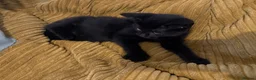 Mixed Breed cats for sale: 11 week old black male kittens  - Advert 1
