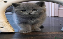 British Shorthair cats for sale: British Blue Boy Kitten For Sale - Image 2